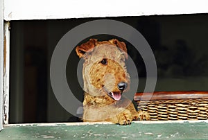 Excited happy pet dog standing at house window waiting for owner to come home