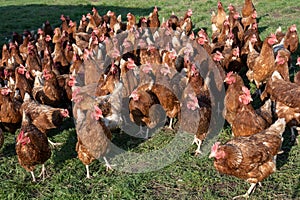 Excited hens, free range brown hens of sustainable farm in chicken garden.