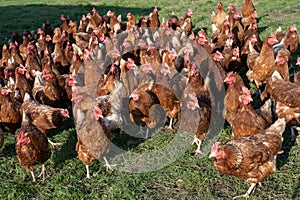 Excited hens, free range brown hens of sustainable farm in chicken garden. photo
