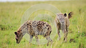 Excited Hyenas surrounding remains of a carcus, group working together to feed on kill, African Wild