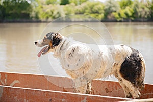 Excited irish setter dog standing in old red boat, floating on calm, murky river in sunny day.