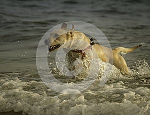 An excited labrador dog runs out of the ocean at Sampieri beach, in Sicily ,Sicily photo