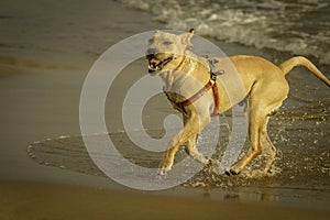 An excited labrador shakes off the sea water at Sampieri beach, in Sicily ,Sicily photo