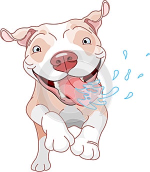 Excited Pit Bull Dog