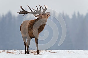 Excited Roaring Deer. Winter Wildlife Snapshot  With Great Stag.