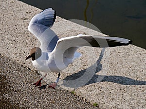 Excited Seagull on a quayside