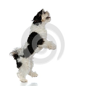 Excited shih tzu standing on back paws looks up