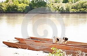 Excited spotted setter dog enjoying boat trip, while standing in old red skiff in sunny day.