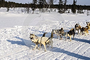 Excitement of sled dogs of the Siberian Husky breed in a team at the start of the run. Murmansk region.