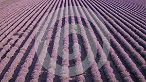 The exciting aerial view from drone to a big lavender field.