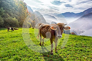 Exciting autumn view on suburb of Stansstad city and Lucerne lake with mountaines and fog