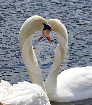 Exciting and beautiful couple of swans is fall in love.