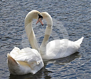 Exciting and beautiful pair of swans is fall in love.