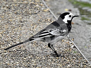 Exciting bird on shingly sidewalk.