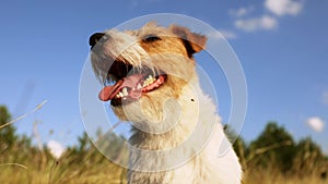 Exciting, hyperactive dog panting, puppy head