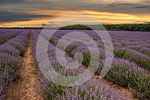 Exciting landscape with blooming lavender field at sunset