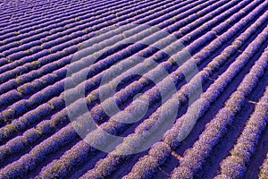 the exciting landscape of blooming lavender rows like carpet.