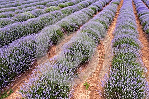 The exciting landscape of endless lavender rows.