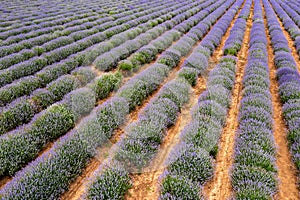 The exciting landscape of endless lavender rows. Aerial view from a drone