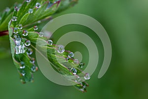 Exciting macro of dew