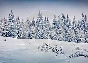 Exciting winter view of Carpathian mountains with snow covered fir trees.