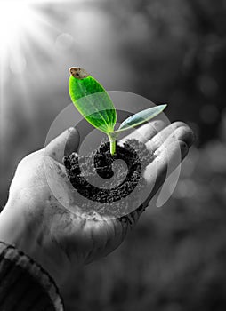 Exclusive - agriculture concept , little plant in hand