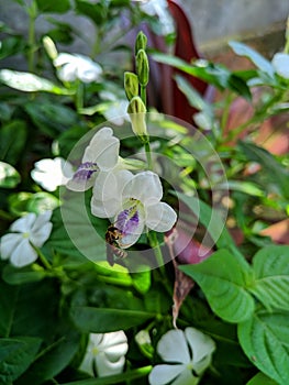 Exclusive photo of beetles sucking honey flowers in the garden