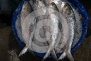 Exclusive rare hilsa fish image from Bnagladesh