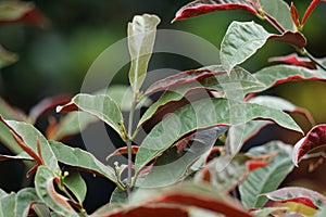 Excoecaria cochinchinensis Chinese croton, blindness tree, buta buta, jungle fire plant, Sambang darah leaves. This plant toxic