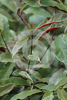 Excoecaria cochinchinensis Chinese croton, blindness tree, buta buta, jungle fire plant, Sambang darah leaves. This plant toxic