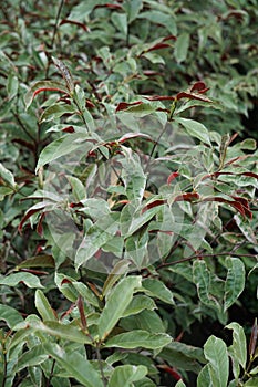 Excoecaria cochinchinensis Chinese croton, blindness tree, buta buta, jungle fire plant, Sambang darah leaves. This plant toxic