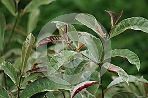 Excoecaria cochinchinensis Chinese croton, blindness tree, buta buta, jungle fire plant, Sambang darah leaves. This plant toxic