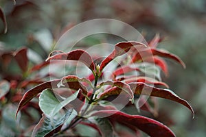 Excoecaria cochinchinensis Chinese croton, blindness tree, buta buta, jungle fire plant, Sambang darah leaves. This plant toxic