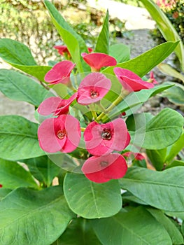 Excotic red flower