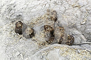 Excrement of elephant on ground in forest