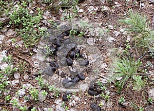 Excrements of an elk on the forest floor