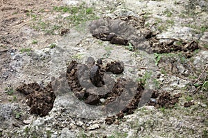 Excrements of Indian rhinoceros (Rhinoceros unicornis).