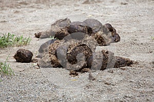 Excrements of Indian rhinoceros Rhinoceros unicornis photo