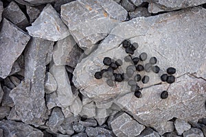 Excrements of wild animals chamois on mountain rocks