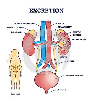 Excretion process anatomy with biological urinary explanation outline diagram photo