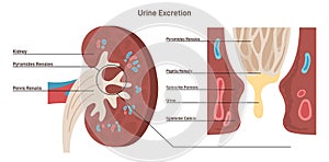 Excretion process. Urinary system function. Kidney cross section photo