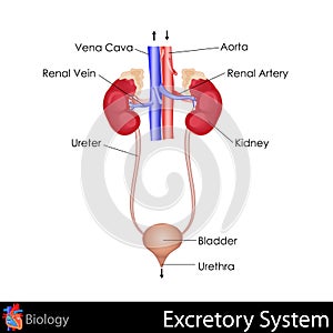 Excretory System