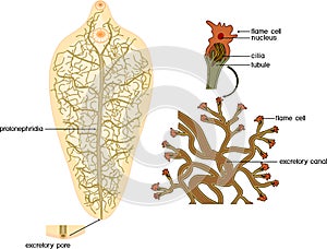 Excretory system protonephridia and flame cell of Sheep liver fluke Fasciola hepatica isolated on white