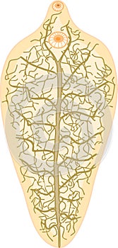 Excretory system protonephridia of Sheep liver fluke Fasciola hepatica