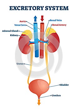 Excretory system vector illustration. Labeled educational organs diagram. photo