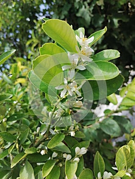 Excutive flower pic of lemon tree photo