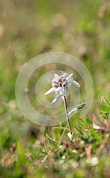 Exemplar of alpine edelweiss on its environment photo