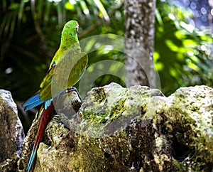 Exemplary of military macaw, also known as green parrot belonging to the ara family, it is a bird that lives in the tropical