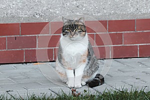 Exemplary posture of a domestic cat. Beautifully clenched abdominal muscles, head in body extensions and legs together. Sample