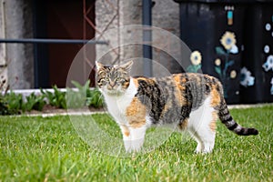 Exemplary posture of a domestic cat. Beautifully clenched abdominal muscles, head in body extensions and legs together. Sample